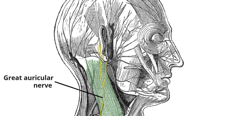 Great auricular nerve anatomy diagram